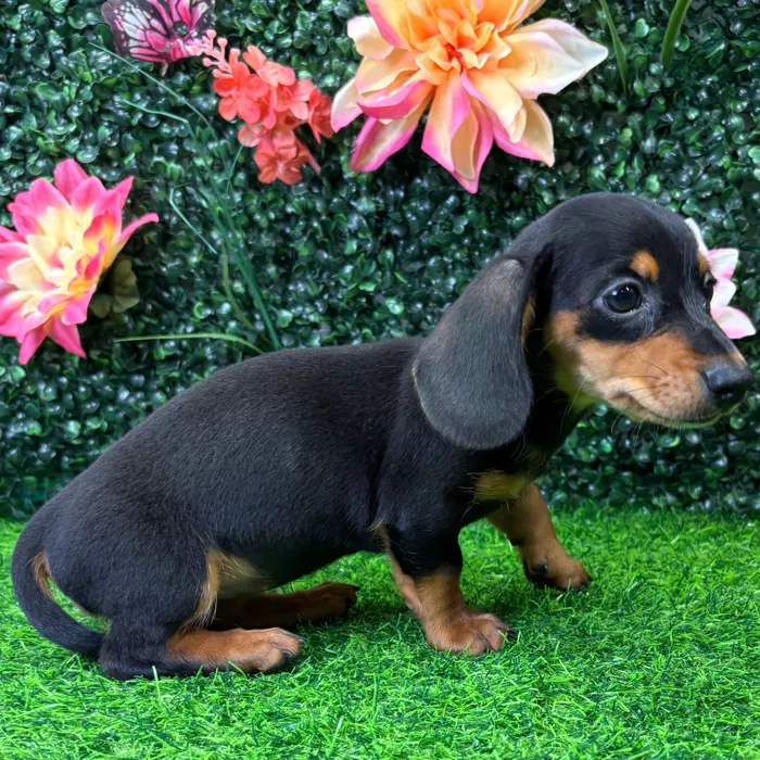 Female Dachshund puppy named Morgan for sale at Puppy Dreams - Wichita West.