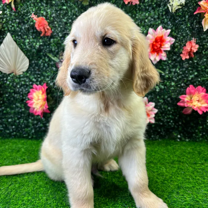 Male Golden Retriever puppy named Trevor for sale at Puppy Dreams - Wichita West.
