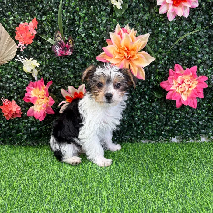 Male Yorkie puppy named Skeeter for sale at Puppy Dreams - Wichita West.
