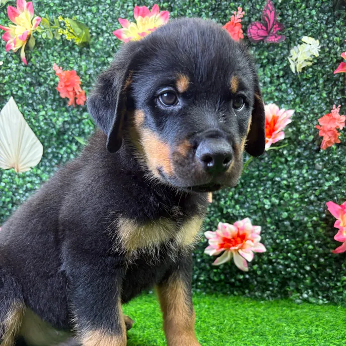 Male Rottweiler puppy named Chopper for sale at Puppy Dreams - Wichita West.