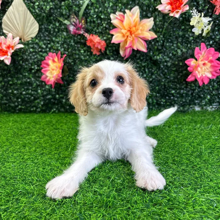 Female Cavachon puppy named Charley for sale at Puppy Dreams - Wichita West.