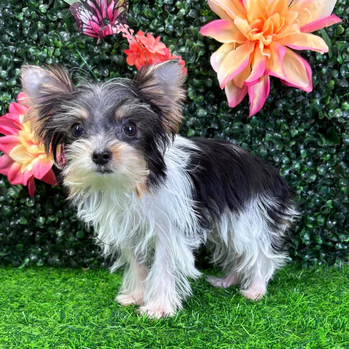 Male Parti Yorkie puppy named Pez for sale at Puppy Dreams - Wichita West.