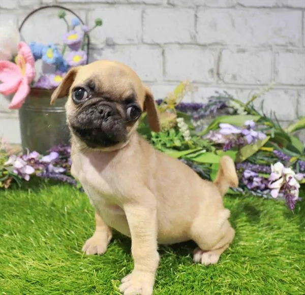 Male Pug puppy for sale at Puppy Dreams - Wichita West.