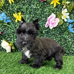 Female Mini Schnauzer puppy named Casserole for sale at Puppy Dreams - Wichita West.