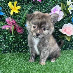 Male Pomchi puppy named Miso for sale at Puppy Dreams - Wichita West.