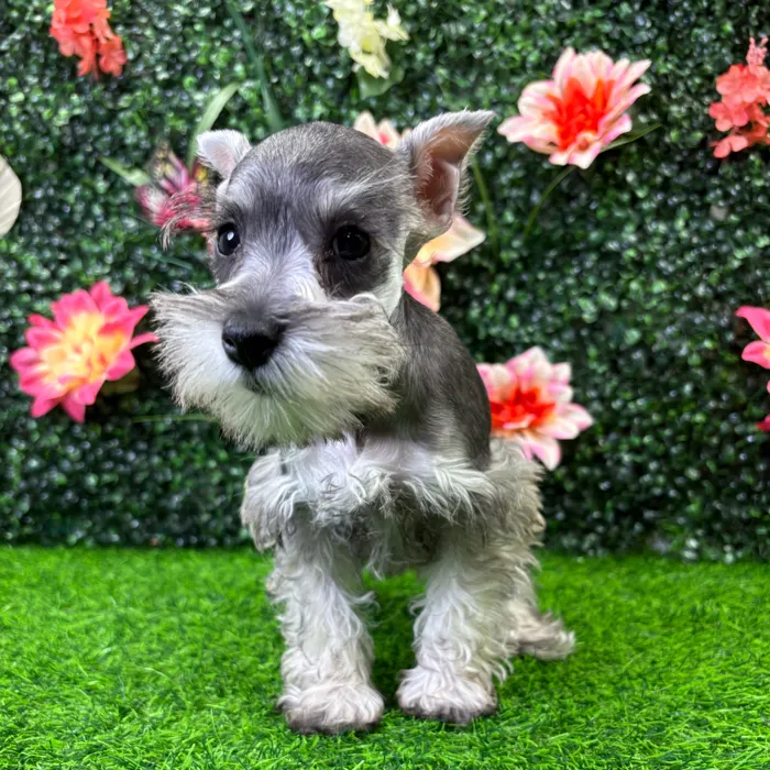 Female Mini Schnauzer puppy named Carly for sale at Puppy Dreams - Wichita West.