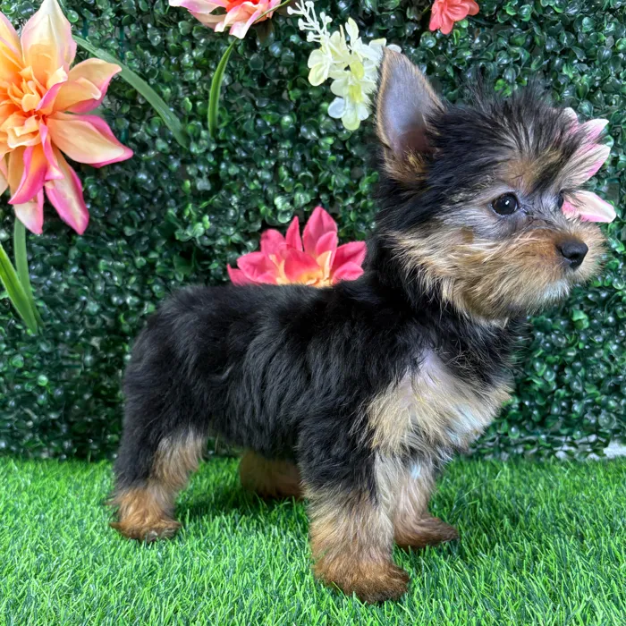 Female Yorkie puppy named Vera for sale at Puppy Dreams - Wichita West.