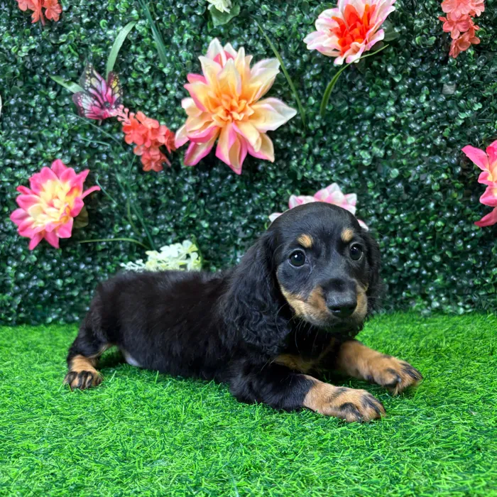 Female Dachshund puppy named Tini for sale at Puppy Dreams - Wichita West.
