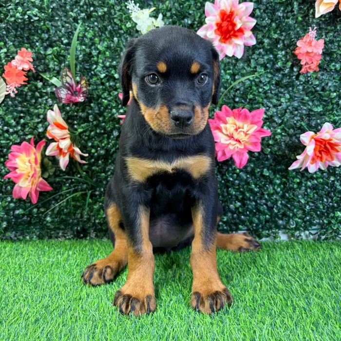 Female Rottweiler puppy named Gizelle for sale at Puppy Dreams - Wichita West.