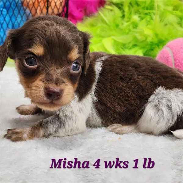 Female Dachshund puppy for sale at Puppy Dreams - Wichita West.