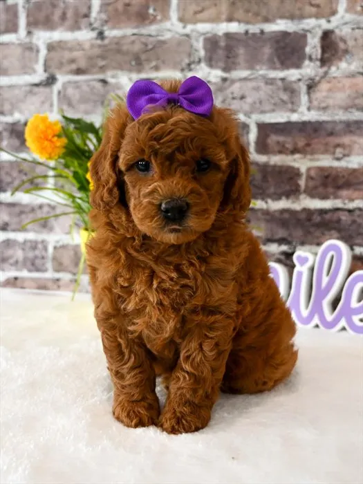 Female Goldendoodle puppy for sale at Puppy Dreams - Wichita West.