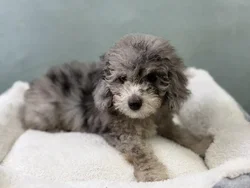 car_main_img_/media/ap_media/pets/ISFQHJWMOUHY136503.webp.250x250_q85.webp