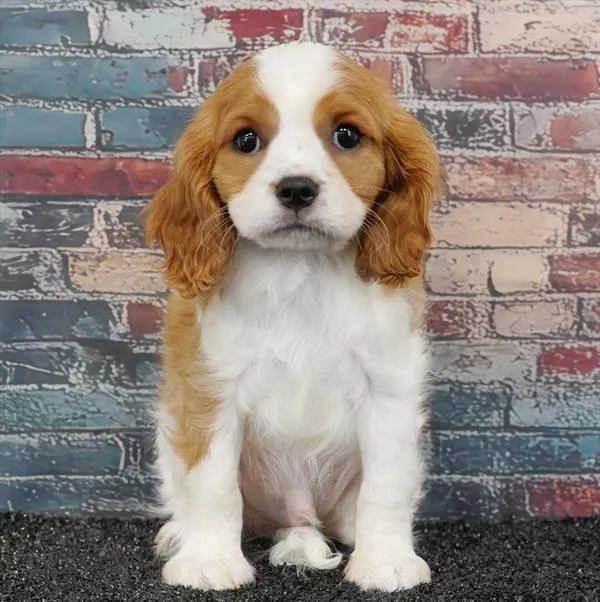 Male Cavalier King Charles Spaniel puppy for sale at Puppy Dreams - Wichita West.