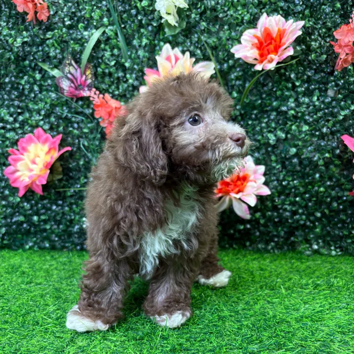 Female Mini Poodle puppy named Hershey for sale at Puppy Dreams - Wichita West.