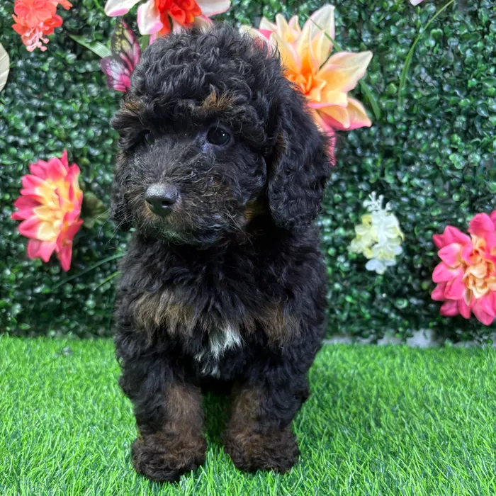 Male Bernedoodle puppy named Grizz for sale at Puppy Dreams - Wichita West.