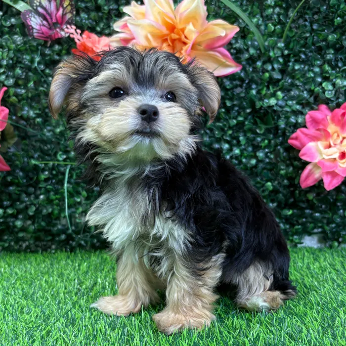 Male Morkie puppy named Stitch for sale at Puppy Dreams - Wichita West.