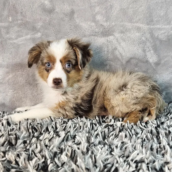 Male Mini Aussie puppy named Benji for sale at Puppy Dreams - Junction City.