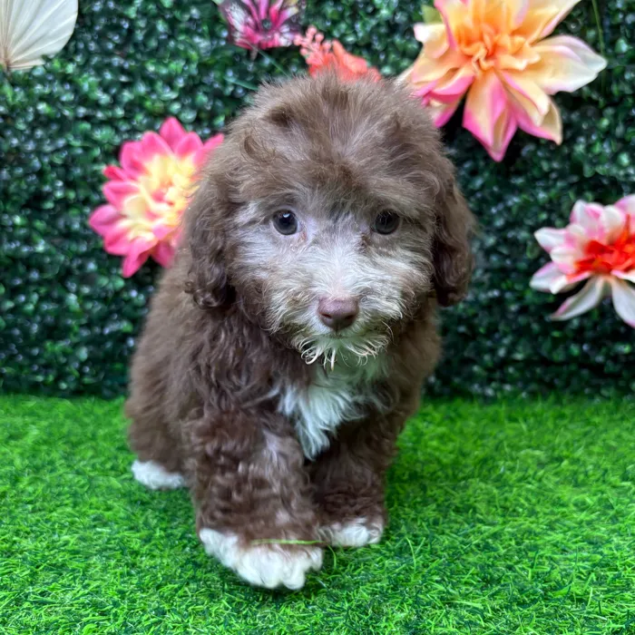 Female Mini Poodle puppy named Hershey for sale at Puppy Dreams - Wichita West.