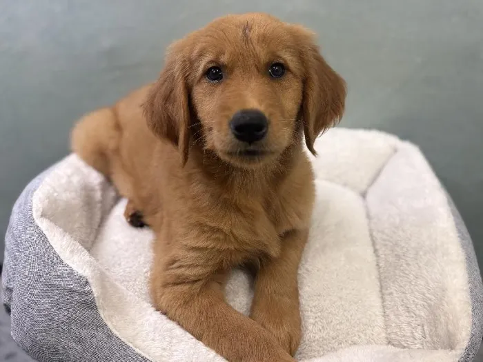 Female Golden Retriever Puppy for Sale in Wichita, KS