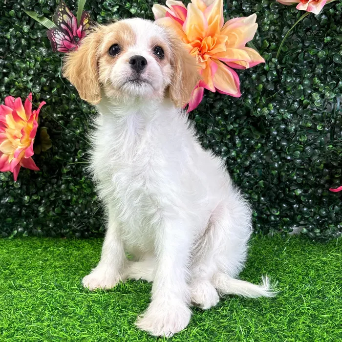 Female Cavachon puppy named Charley for sale at Puppy Dreams - Wichita West.