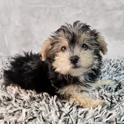 Male Morkie puppy named Archie for sale at Puppy Dreams - Junction City.
