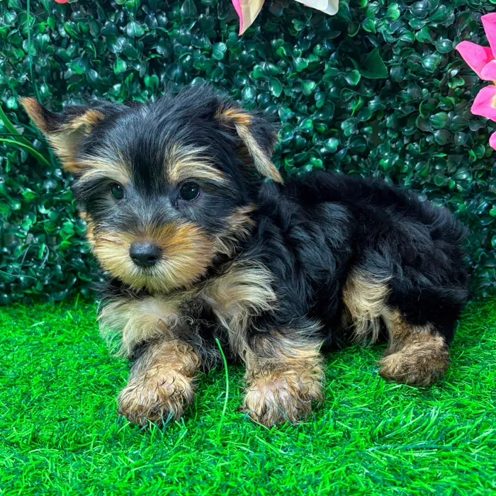 Male Yorkie puppy named Runtz for sale at Puppy Dreams - Wichita West.
