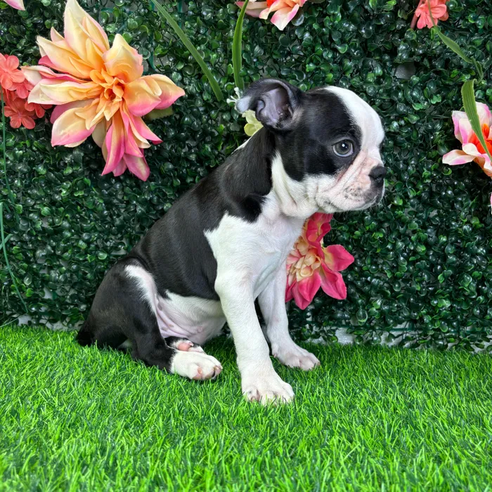Male Boston Terrier puppy named Onyx for sale at Puppy Dreams - Junction City.