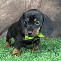 Male Dachshund puppy for sale at Puppy Dreams - Wichita West.