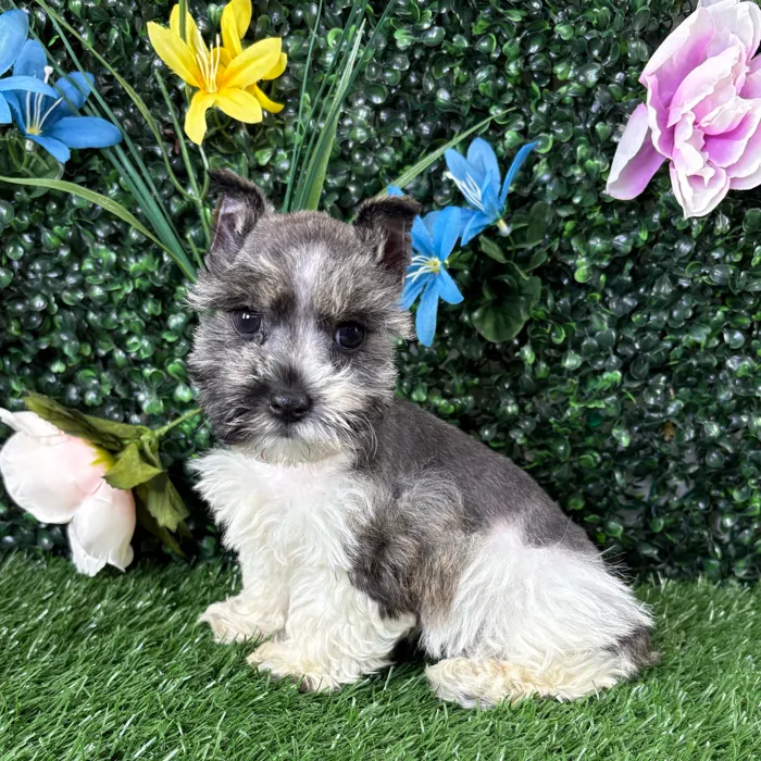 Female Mini Schnauzer puppy named Betty for sale at Puppy Dreams - Junction City.