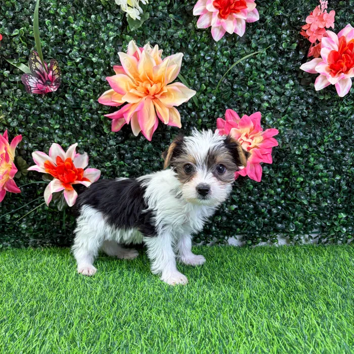 Female Yorkie puppy named Bubbles for sale at Puppy Dreams - Wichita West.