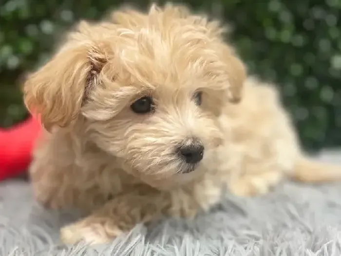 Male Maltipoo Puppy for Sale in Wichita, KS
