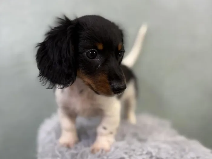 Male Dachshund Puppy for Sale in Wichita, KS