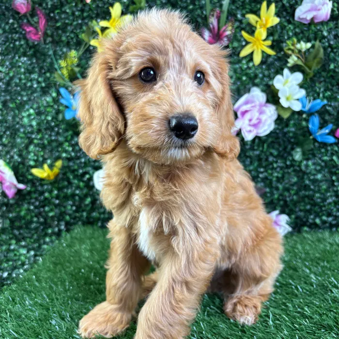 Male Mini Goldendoodle puppy named Boone for sale at Puppy Dreams - Wichita West.