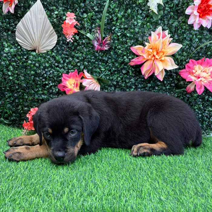 Male Rottweiler puppy named Felix for sale at Puppy Dreams - Wichita West.