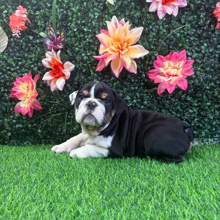 Male English Bulldog puppy named Tank for sale at Puppy Dreams - Wichita West.