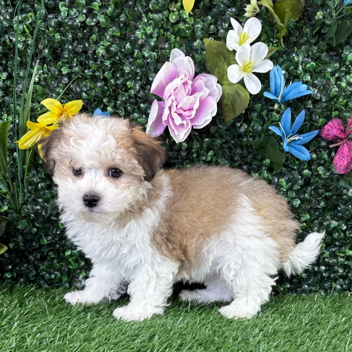 Female Bichon-Poodle puppy named Mozzarella for sale at Puppy Dreams - Wichita West.