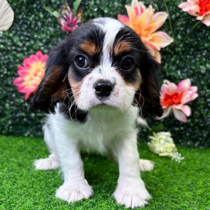 Female Cavalier King Charles Spaniel puppy named Elizabeth for sale at Puppy Dreams - Wichita West.