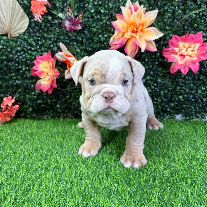 Male English Bulldog puppy named Zero for sale at Puppy Dreams - Wichita West.