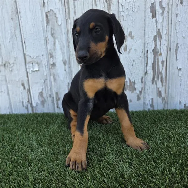 Female Doberman Pinscher puppy for sale at Puppy Dreams - Wichita West.