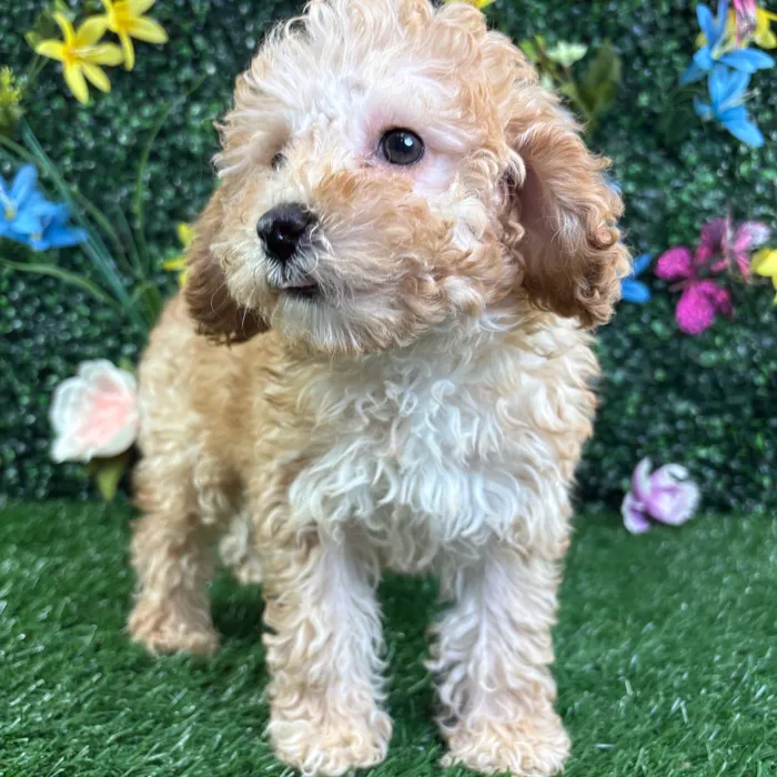 Female Poodle puppy named Bella for sale at Puppy Dreams - Wichita West.
