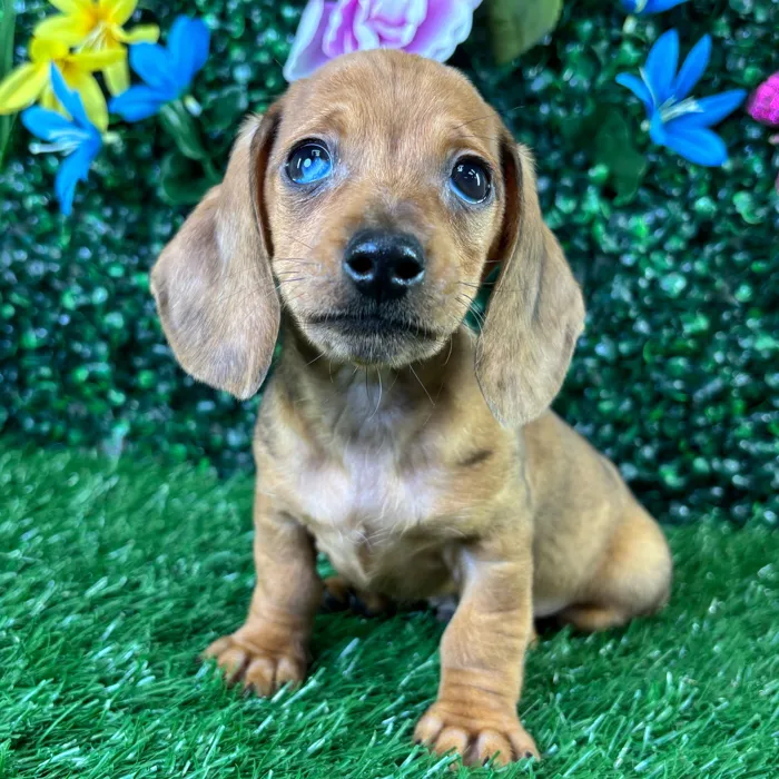 Male Dachshund puppy named Lloyd for sale at Puppy Dreams - Junction City.