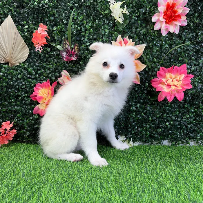 Female American Eskimo puppy named Blanca for sale at Puppy Dreams - Wichita West.