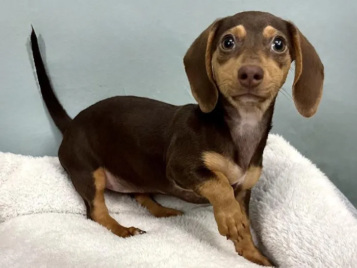 Female Dachshund Puppy for Sale in ,