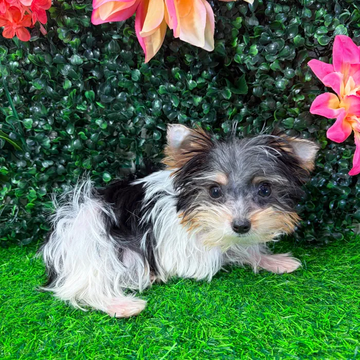 Male Parti Yorkie puppy named Pez for sale at Puppy Dreams - Wichita West.