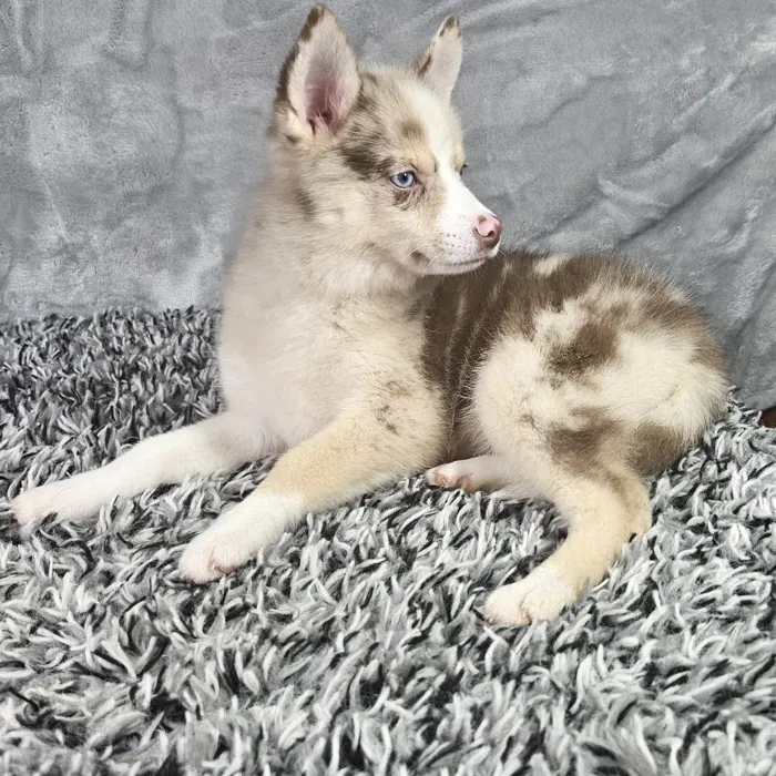 Female Pomsky puppy named Aspen for sale at Puppy Dreams - Junction City.