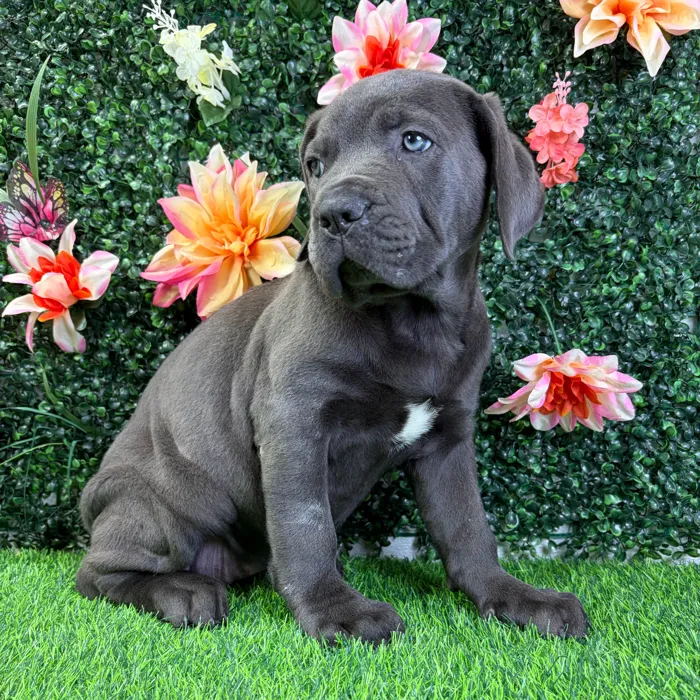 Female Cane Corso puppy named Pearl for sale at Puppy Dreams - Wichita West.