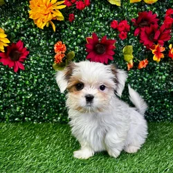 car_main_img_/media/ap_media/pets/KMBLFZLIBGZZ146574.webp.250x250_q85.webp