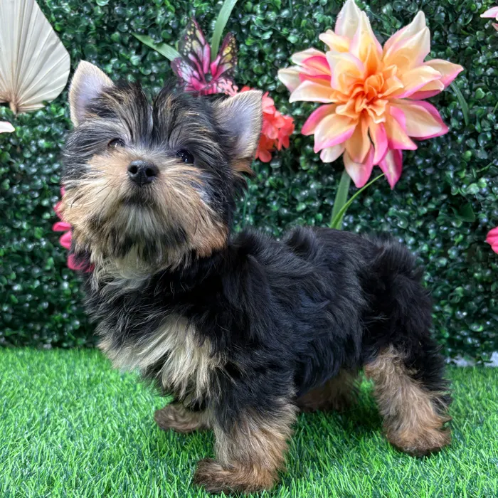 Female Yorkie puppy named Cleo for sale at Puppy Dreams - Wichita West.