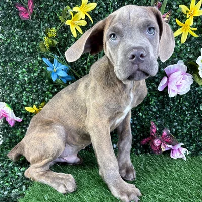Male Cane Corso puppy named Luca for sale at Puppy Dreams - Wichita West.