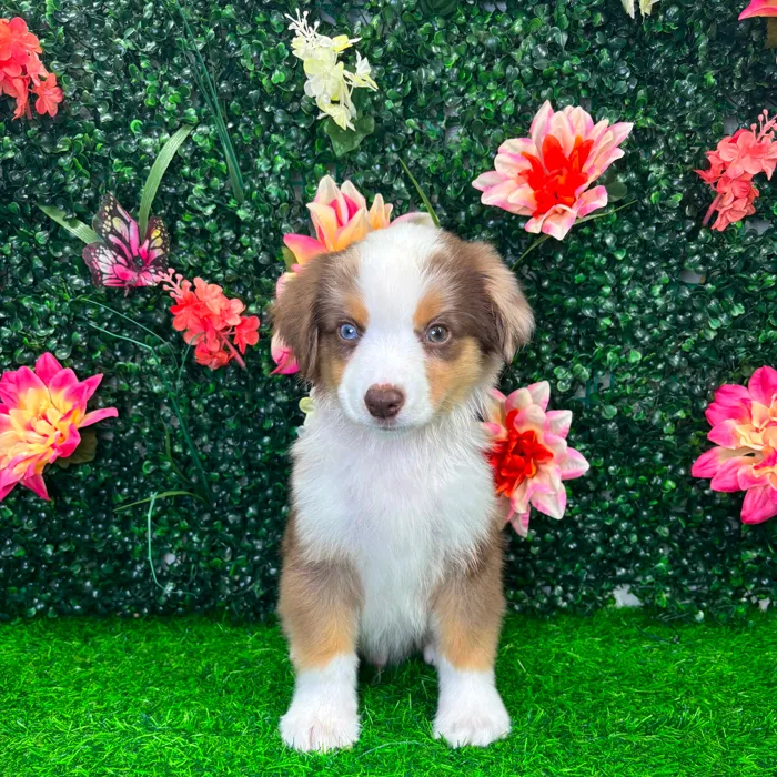 Male Mini Aussie puppy named Blaze for sale at Puppy Dreams - Wichita West.